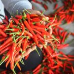 crawl-20240116075148914-20240116075148924-avatar-15×10-20240116075341904